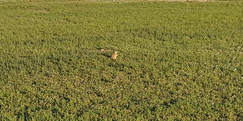 Colorado Rapids Plague Prairie Dogs