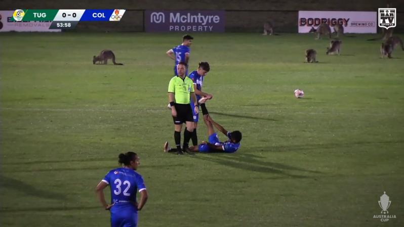 Kangaroos watch soccer