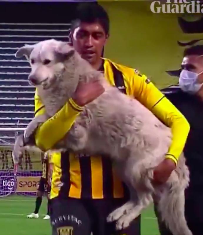 Pitch-invading dog