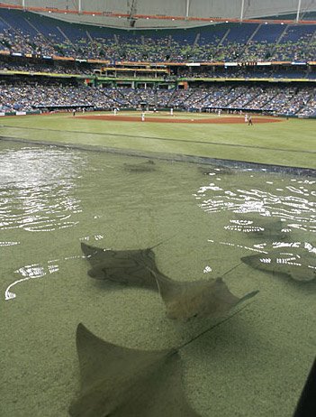 Weirdest Stadium Features