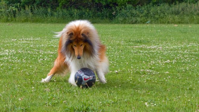 soccer dog