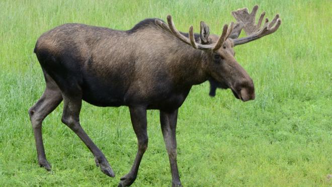 Soccer Moose