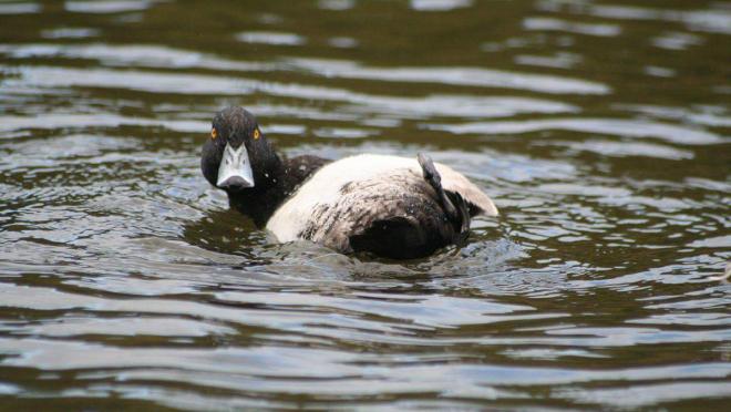 angry duck