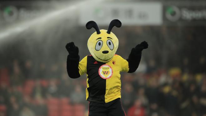 Watford mascot