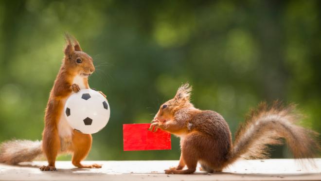 Animals predicting World Cup