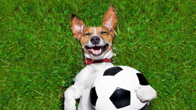 soccer dog