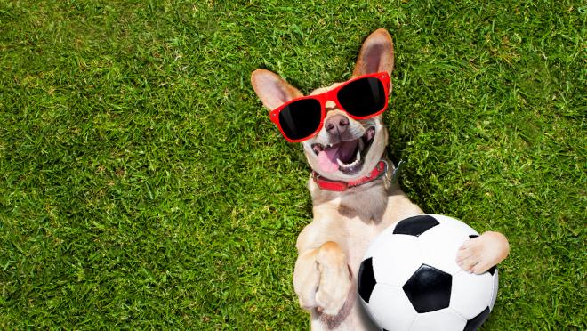 Tribunas para perros en Estadio La Corregidora