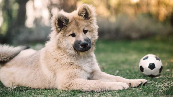 Beautiful soccer good boy