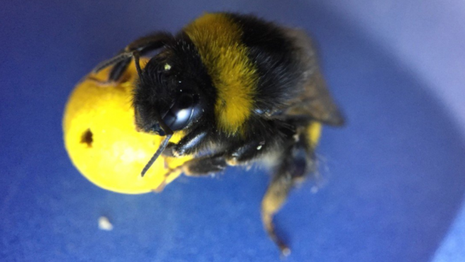 Bees learn to play soccer 