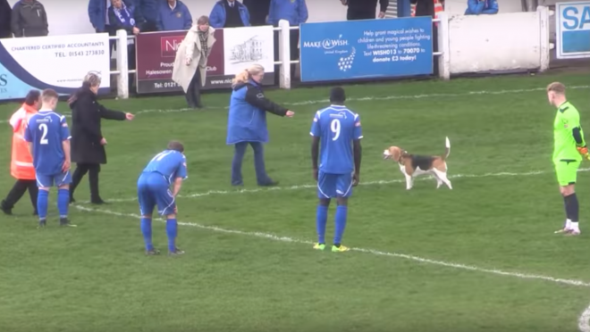 Dog Pitch Invader at Halesowen