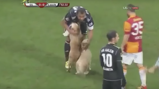 Two Dogs Invade Pitch VfR Aalen Galatasaray 