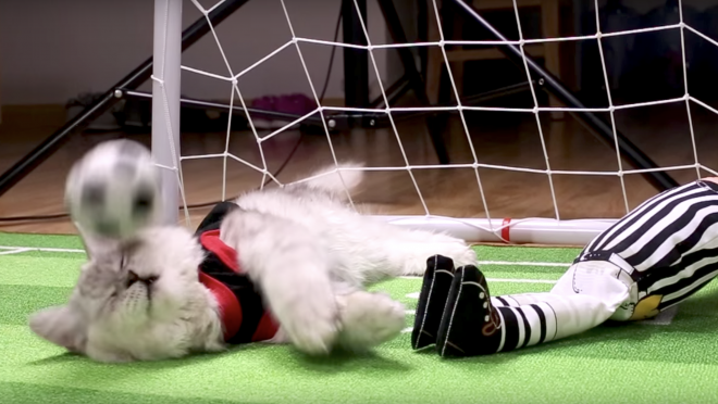 International Cat Day Soccer