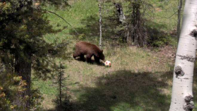 Bear With Soccer Ball