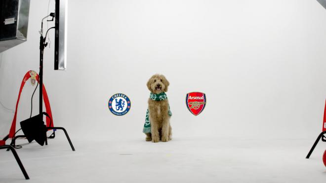 Chewie The Match Predicting Dog North London Derby