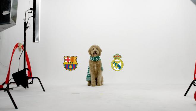 Chewie The Match Predicting Dog El Clasico