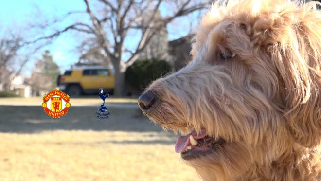 Chewie The Match Predicting Dog - Manchester United vs Tottenham