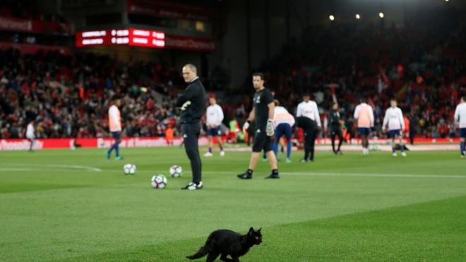 Animal Pitch Invaders