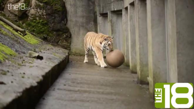 Animals Play Soccer 