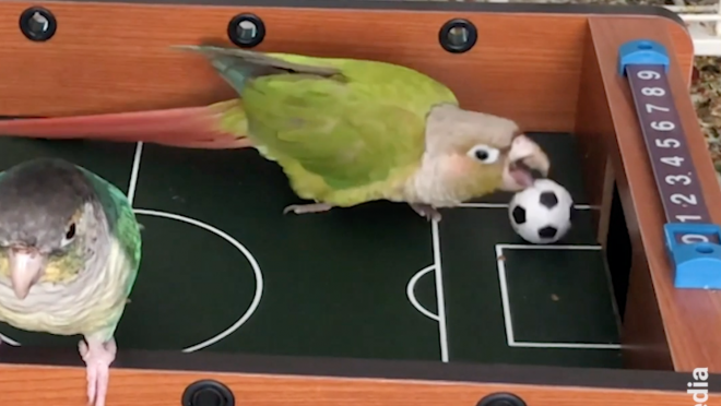 Parrot Soccer