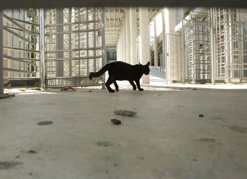 Maracana cat