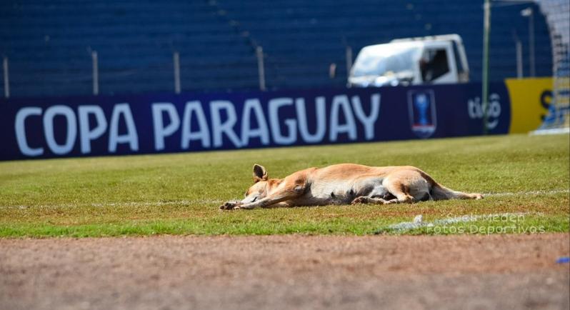 Soccer dog movie