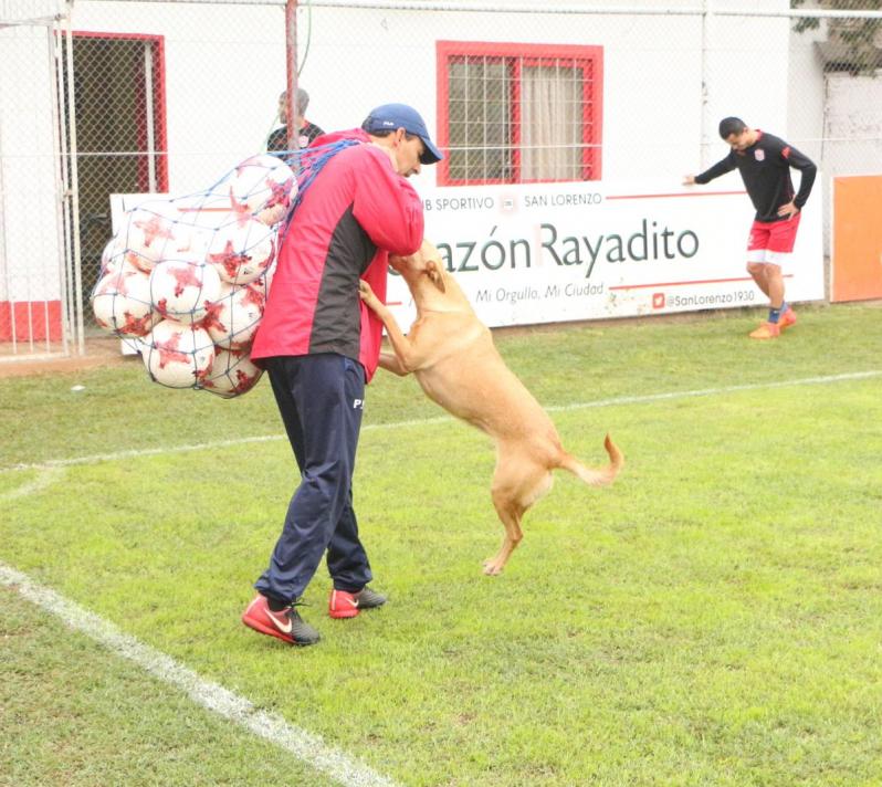 Soccer dog movie