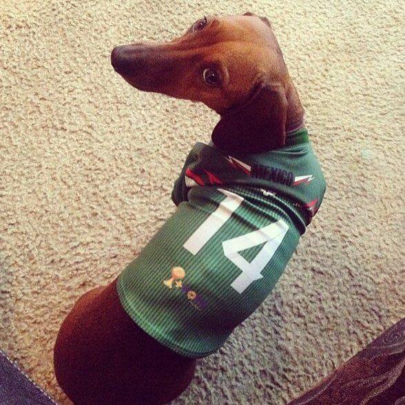 Dachshund