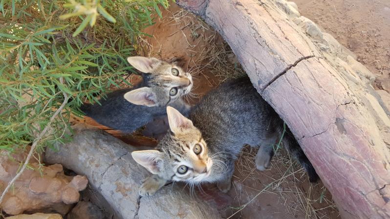 Desert cats