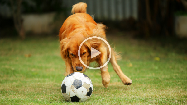 This dog is Premier League manager material